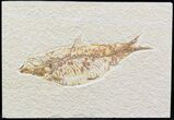 Bargain, Knightia Fossil Fish - Wyoming #42364-1